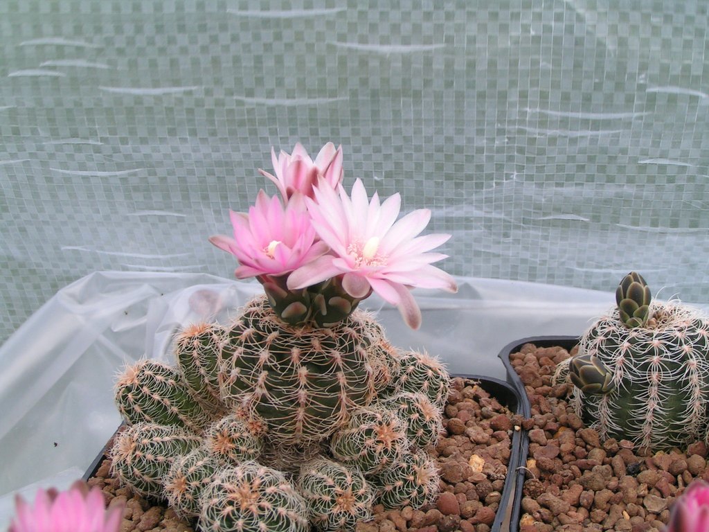 Gymnocalycium bruchii